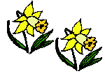 Daffodils