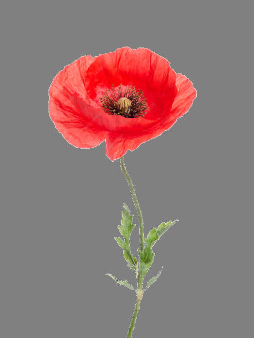 Single poppy