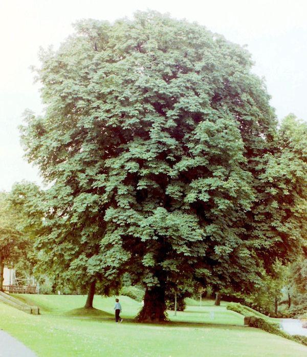Tree